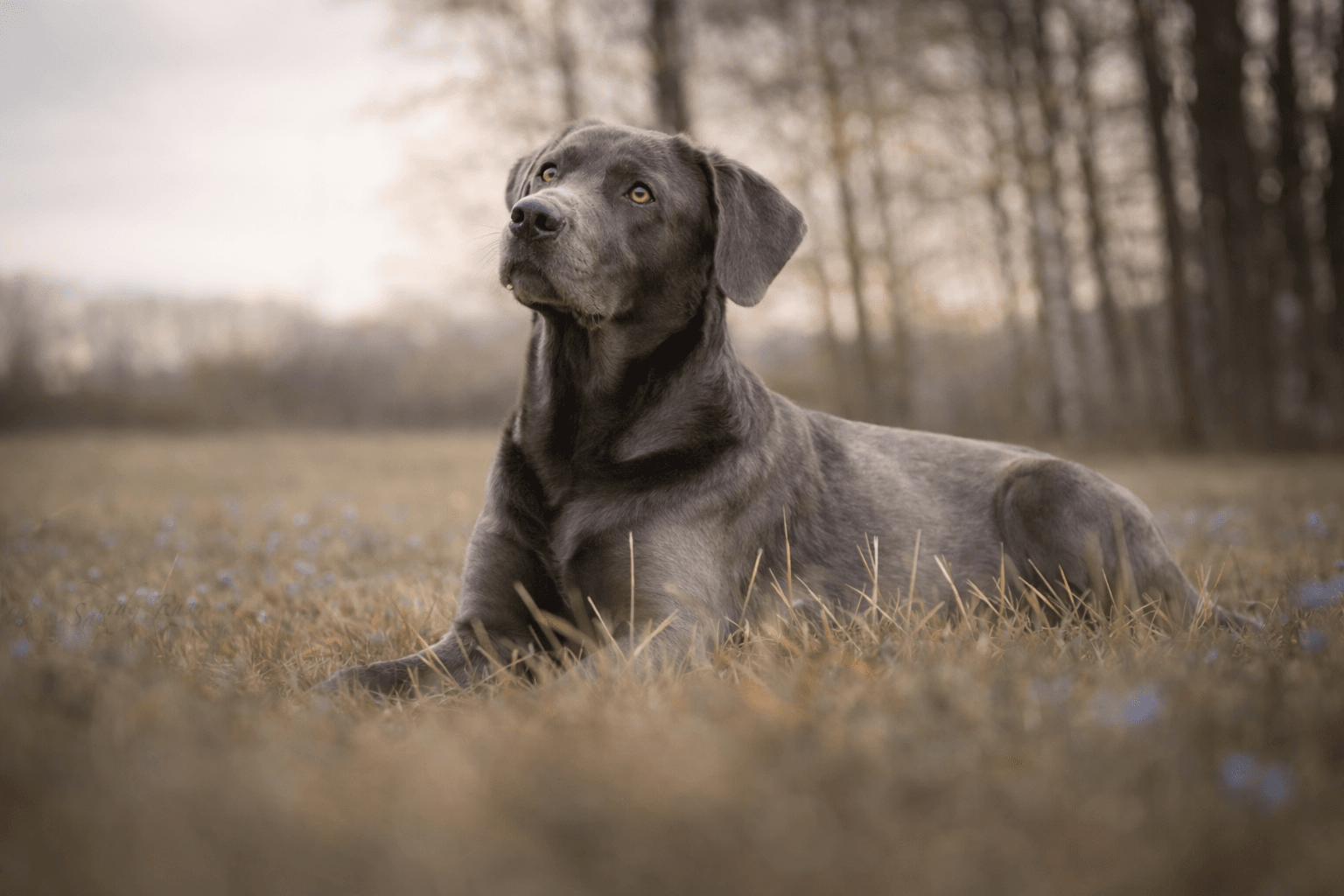 großer grauer Hund liegt in einer Wiese am Waldrand